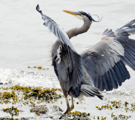 WV’s Pacific Blue Herons and British Columbia’s Wildlife Protection Act