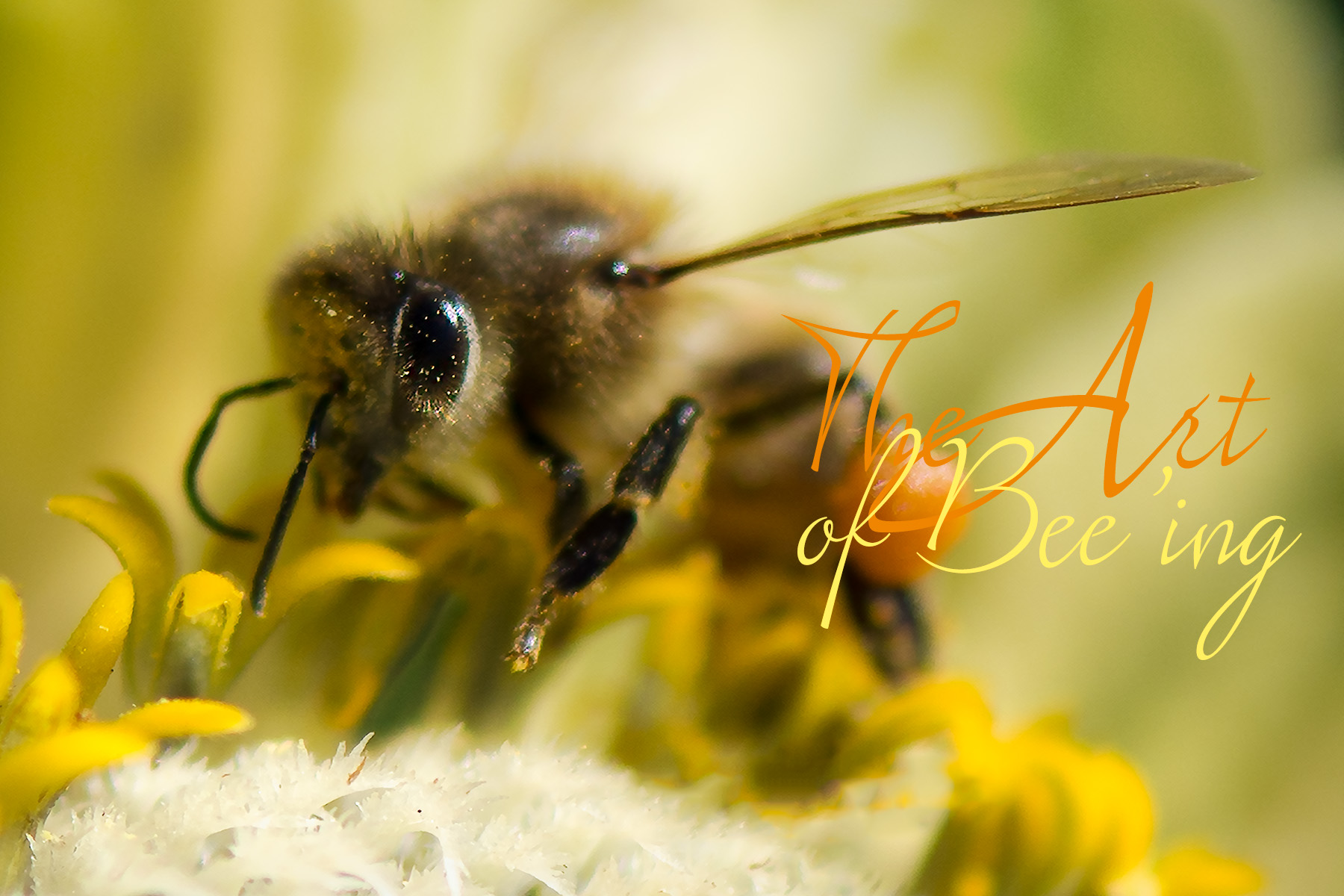 Hard Working Bees