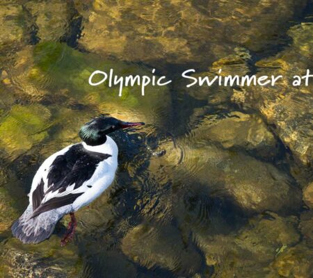 Capilano River Photos: Mergansers