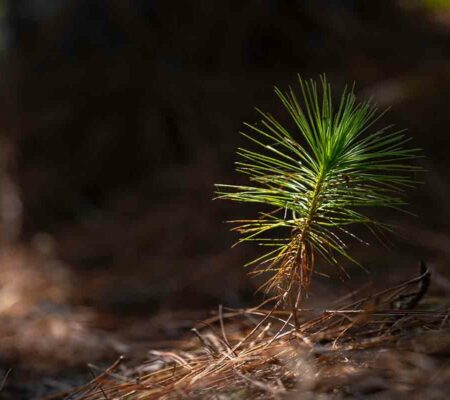 A Staggering 280m Trees Planted in BC in 2024, Alone