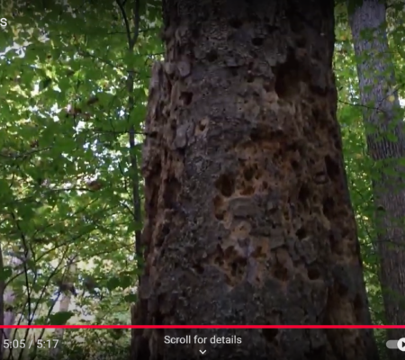 Just a Dead Tree or an Entire Eco Whoville Living in There?