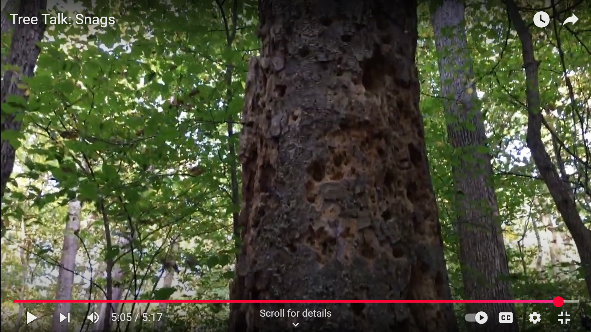 Just a Dead Tree or an Entire Eco Whoville Living in There?