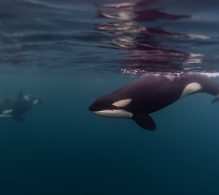 Paddle Boarder Heavily Fined for Approaching Orcas Within Their 200m Protected Zone