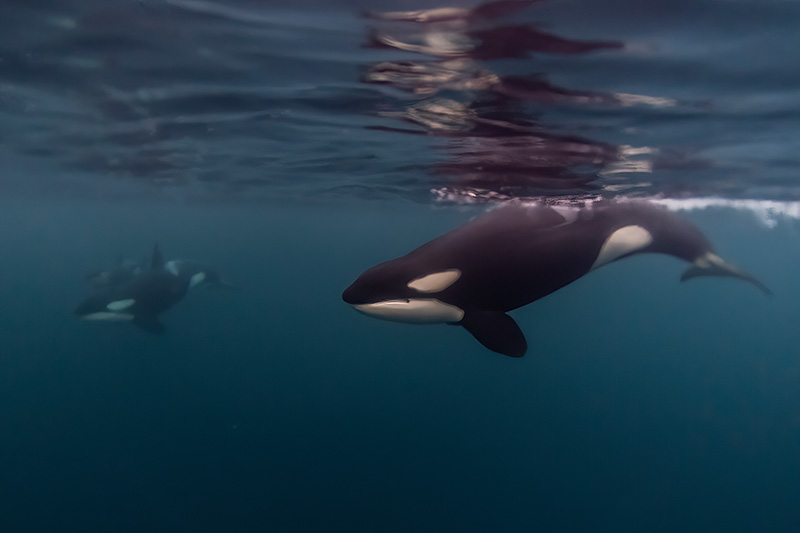 Paddle Boarder Heavily Fined for Approaching Orcas Within Their 200m Protected Zone