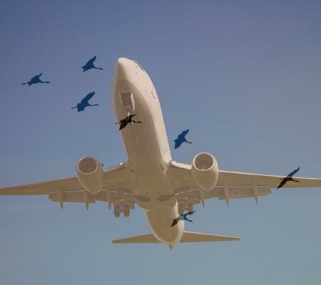 Working to Prevent Plane and Migratory Bird Flight Path Collisions at Area Airports