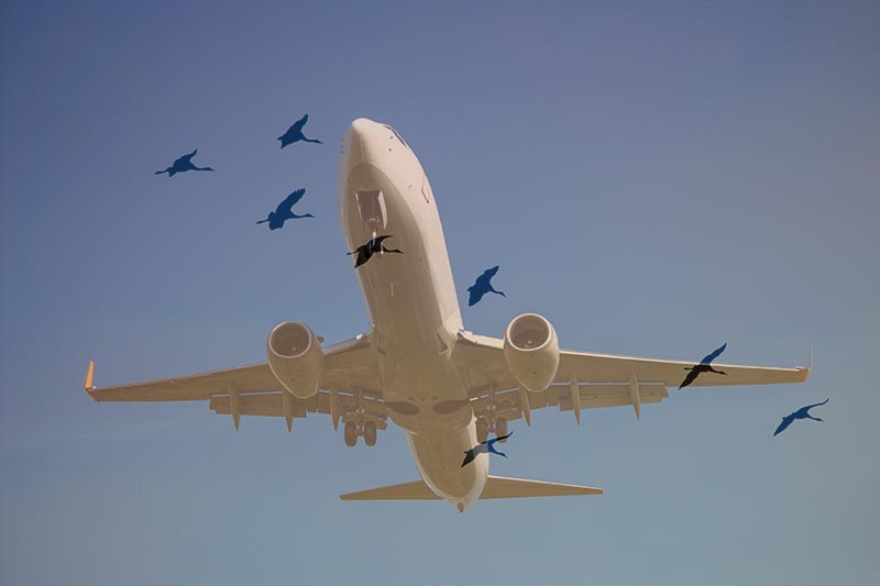 Working to Prevent Plane and Migratory Bird Flight Path Collisions at Area Airports