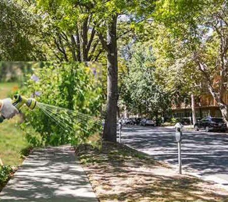 Kelowna Ticketing Homeowners Failing to Water & Protect Working Boulevard Trees (Good On Kelowna)
