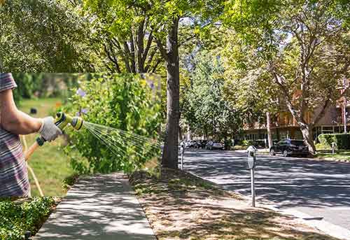 Kelowna Ticketing Homeowners Failing to Water & Protect Working Boulevard Trees (Good On Kelowna)