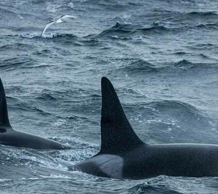 Environmentalists Sue Feds for Failing to Invoke Required Protections of BC Killer Whales Facing Immanent Extinction