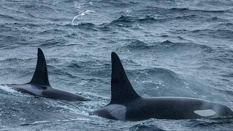 Environmentalists Sue Feds for Failing to Invoke Required Protections of BC Killer Whales Facing Immanent Extinction