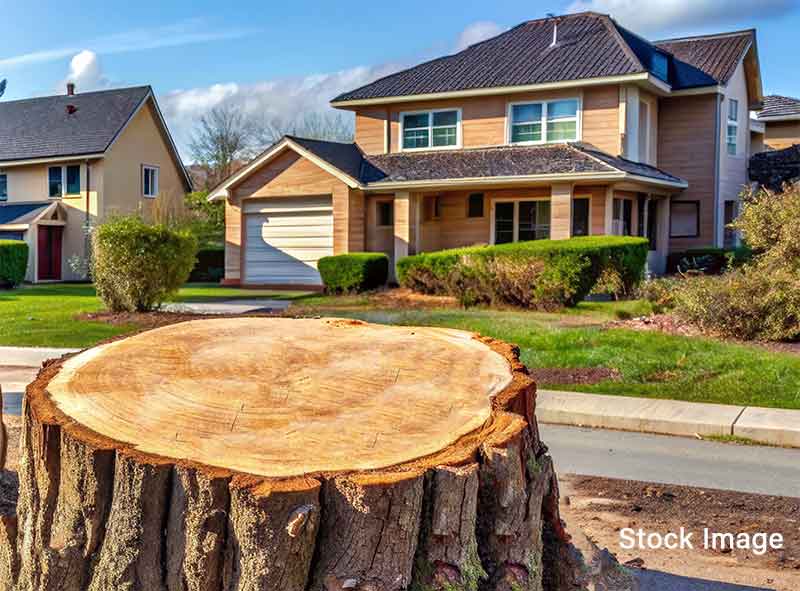 If Valuable, Working Trees Fall in Our Community Urban Forest Does Anybody Hear?