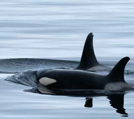 “Grief Procession” of Our Southern Resident Orca Ends, Perhaps with the Species