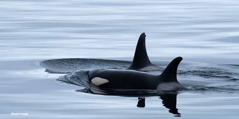 “Grief Procession” of Our Southern Resident Orca Ends, Perhaps with the Species