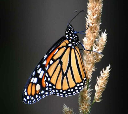 Monarch Butterfly Population Plummets: WV Can Help