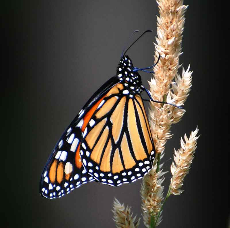 Monarch Butterfly Population Plummets: WV Can Help