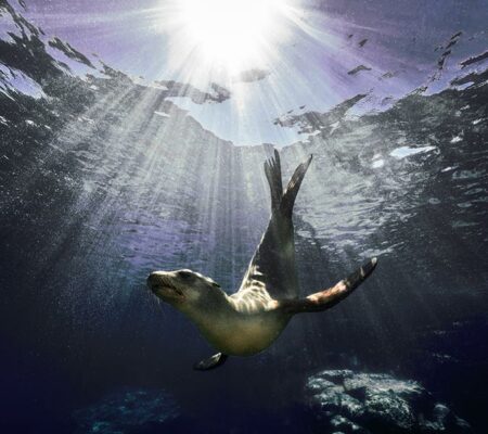 Sea Lions: From Barking to Ballet