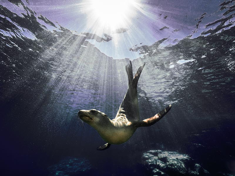 Sea Lions: From Barking to Ballet