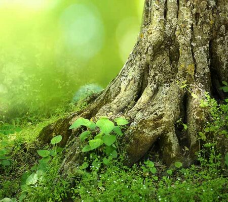 Invasive English Ivy Smothering Our Working Trees and Depleting our Soil