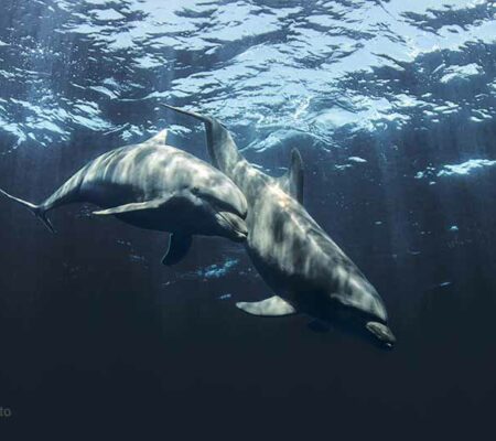 Dolphins Take a Stroll Along the Seawall