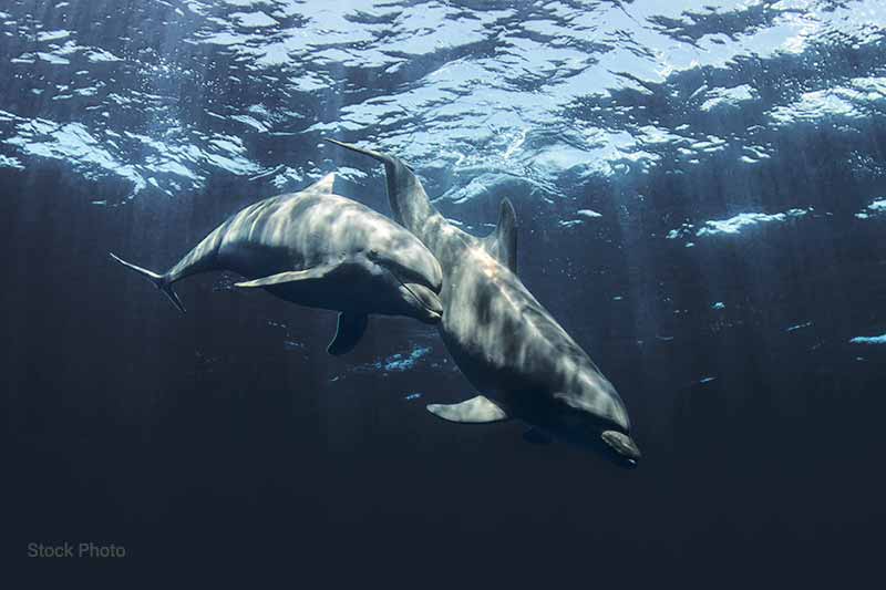 Dolphins Take a Stroll Along the Seawall