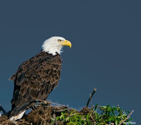 Seriously Absorbing Original Live Video Courtesy of FOBBV