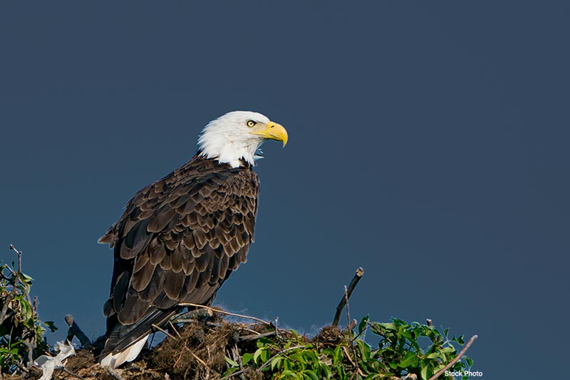 Seriously Absorbing Original Live Video Courtesy of FOBBV