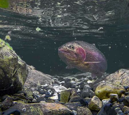 Are There A Lot of Fish in West Vancouver’s Creeks? Yes!