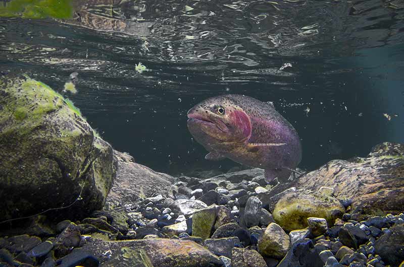 Are There A Lot of Fish in West Vancouver’s Creeks? Yes!